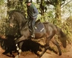 horse Qui Gon Jinn (Holsteiner, 2008, from Quidado)