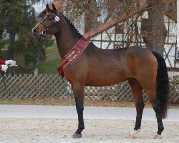 horse Nikolodeon (German Riding Pony, 2013, from Nutrix)