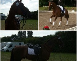 dressage horse Dodici Danze (Oldenburg, 2004, from Donnerschwee)