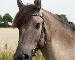 dressage horse Paul 714 (Duelmener, 2009, from Dux)