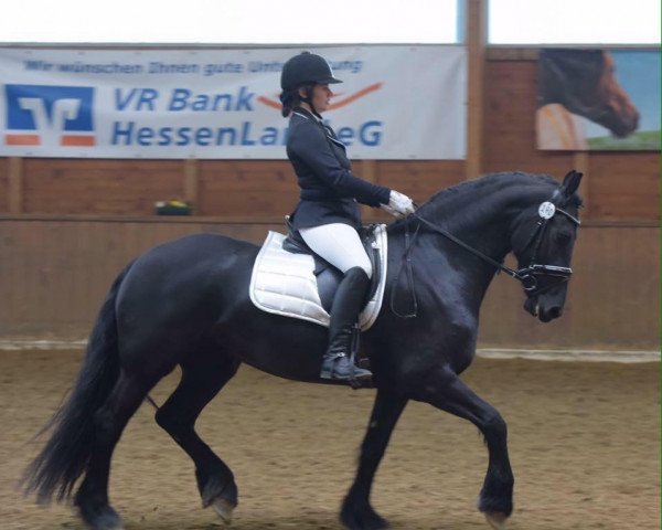dressage horse Laurenske van de Vogelsberg (Friese, 2011, from Jisse)