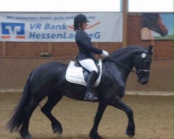 dressage horse Laurenske van de Vogelsberg (Friese, 2011, from Jisse)
