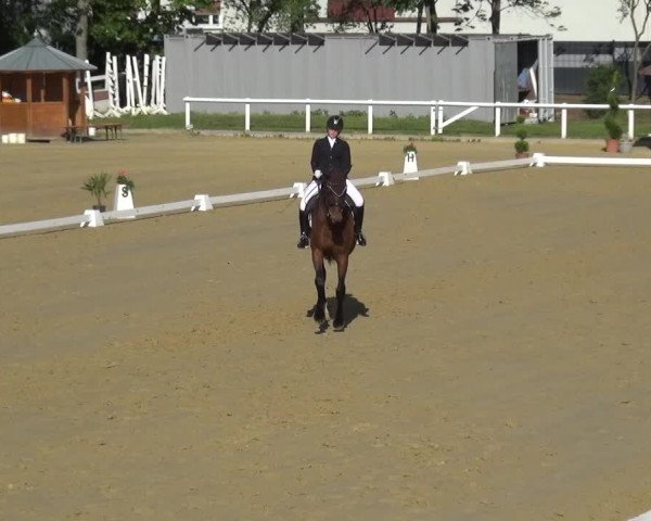 Reitturnier Wiesbaden-Erbenheim 2019