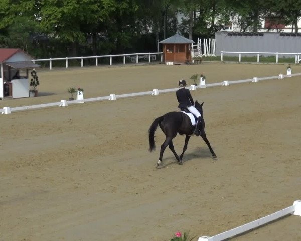 Reitturnier Wiesbaden-Erbenheim 2019