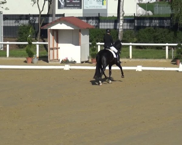 Reitturnier Wiesbaden-Erbenheim 2019