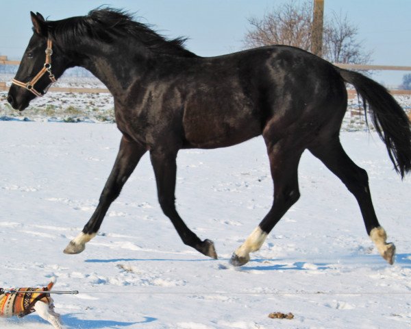 horse Lady Scarlet (Hanoverian, 2014, from Scuderia)