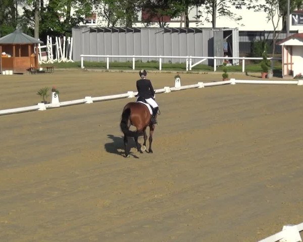 Reitturnier Wiesbaden-Erbenheim 2019