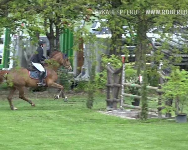 Reitturnier Uster 2019