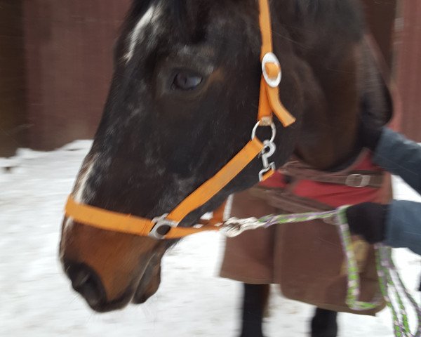 horse Avvocato (Oldenburg, 1994, from Aircraft)