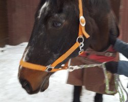 horse Avvocato (Oldenburg, 1994, from Aircraft)