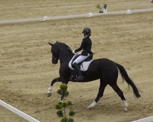 Reitturnier Wiesbaden-Erbenheim 2019