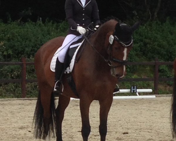 dressage horse Licantus (Mecklenburg, 2004, from Licanto)