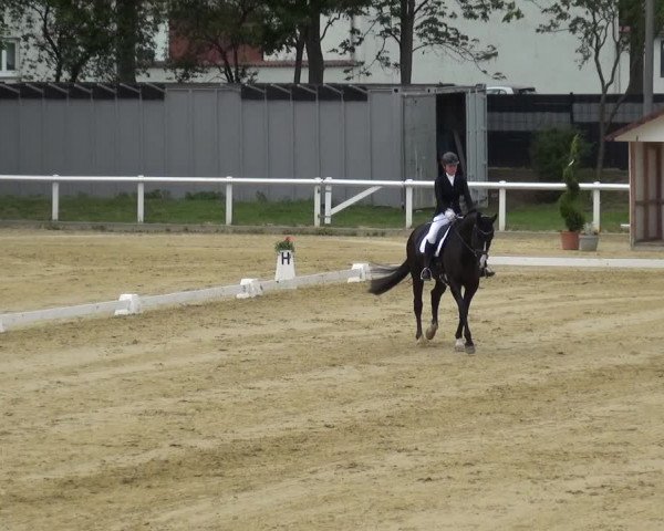 Reitturnier Wiesbaden-Erbenheim 2019
