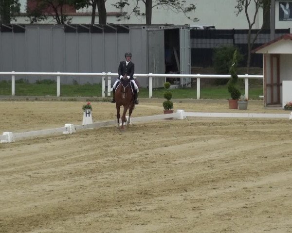 Reitturnier Wiesbaden-Erbenheim 2019