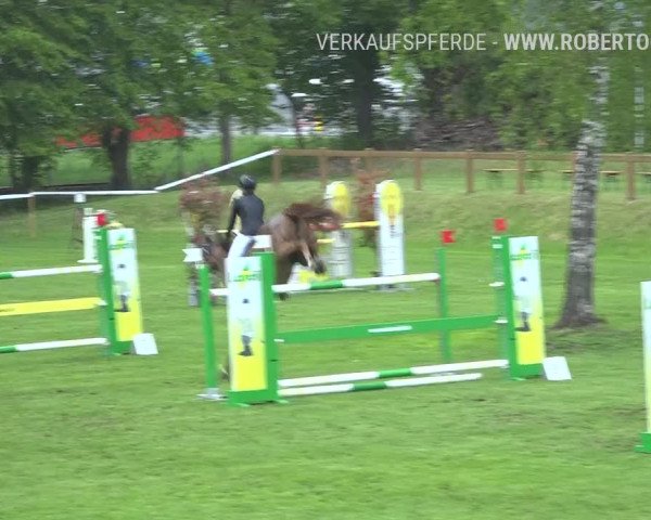 Reitturnier Uster 2019