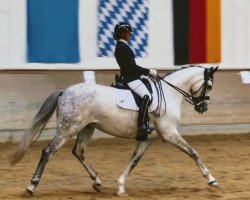 dressage horse Elmegardens Melodie (Danish Warmblood, 2013, from Boegegaardens Boney M)