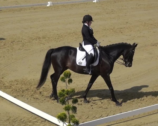 Reitturnier Wiesbaden-Erbenheim 2019