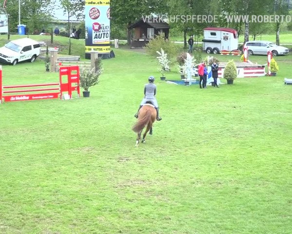 Reitturnier Uster 2019
