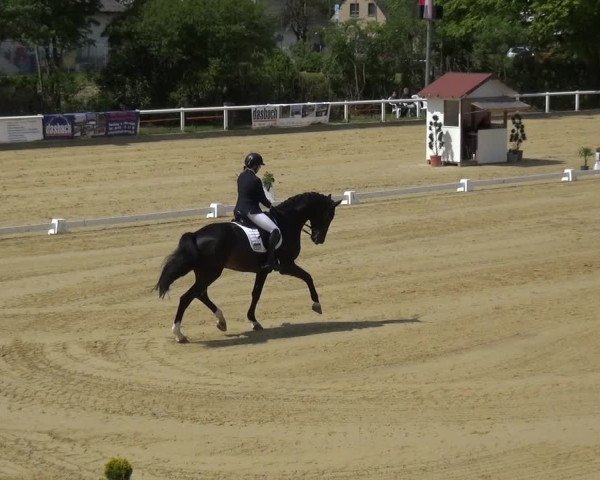 Reitturnier Wiesbaden-Erbenheim 2019
