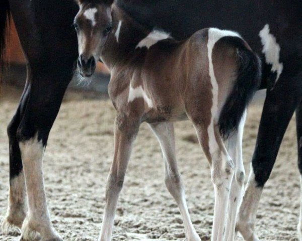 dressage horse A New Paladin (Thuringia, 2016, from A new Star)