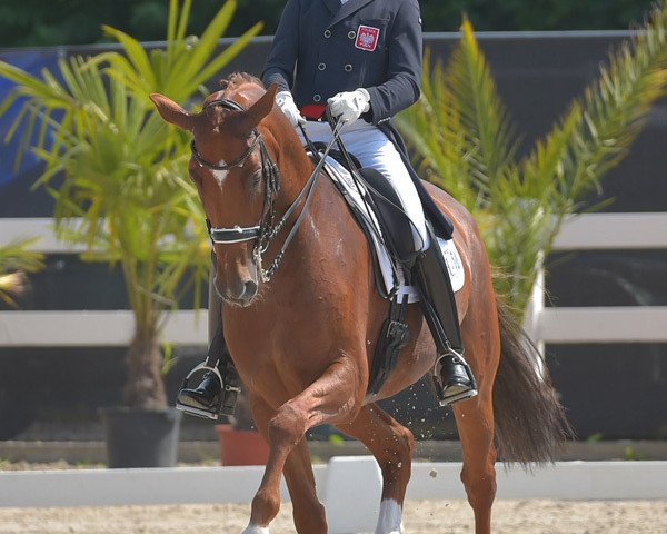 Dressurpferd Belcanto 34 (Hannoveraner, 2007, von Breitling W)