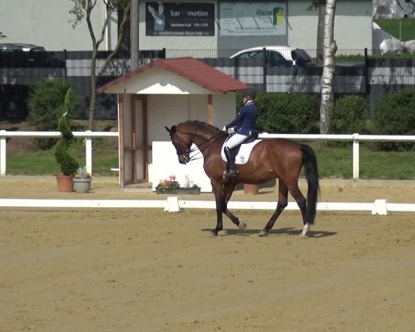 Reitturnier Wiesbaden-Erbenheim 2019