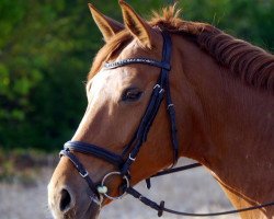 dressage horse Rivana R (Rhinelander, 2005, from Rosizky)