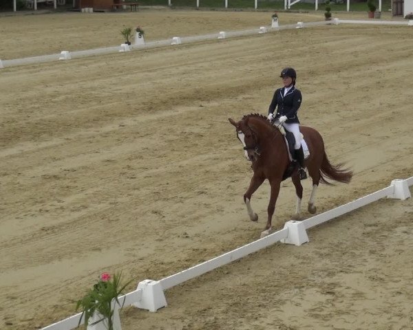 Reitturnier Wiesbaden-Erbenheim 2019