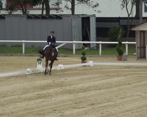 Reitturnier Wiesbaden-Erbenheim 2019