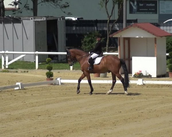 Reitturnier Wiesbaden-Erbenheim 2019