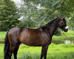 Springpferd Diamond Bar One (Holsteiner, 2017, von Dinken)