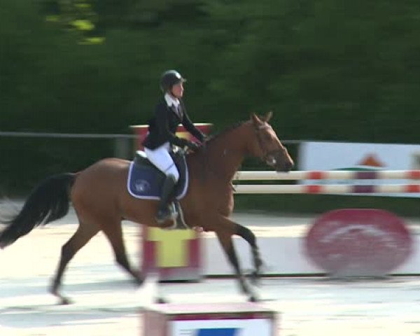 jumper Aidy des Forets (Selle Français, 2010, from Orlando van de Heffinck)