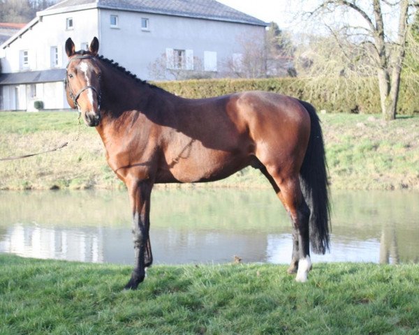 Stallion Ready Boy des Forets (Selle Français, 2005, from Quaprice Z)