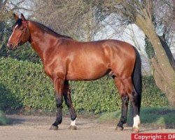 stallion Ready Boy des Forets (Selle Français, 2005, from Quaprice Z)