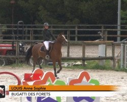 jumper Bugatti des Forets (Selle Français, 2011, from Ready Boy des Forets)