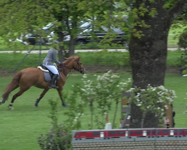 Reitturnier Uster 2019