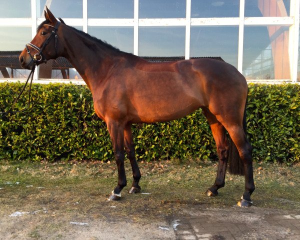 broodmare Sieglinde 22 (Oldenburg, 2010, from Sieger Hit) broodmare Sieglinde 22 (Oldenburg, 2010, from Sieger Hit)