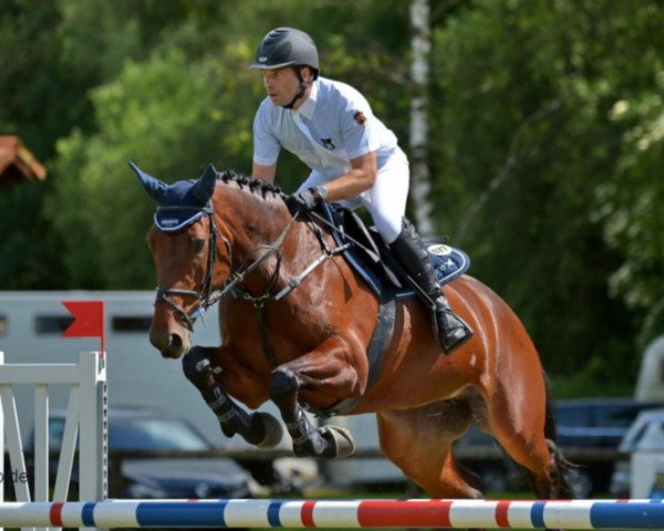 jumper Renoncule des Forets (Selle Français, 2005, from Fétiche du Pas)