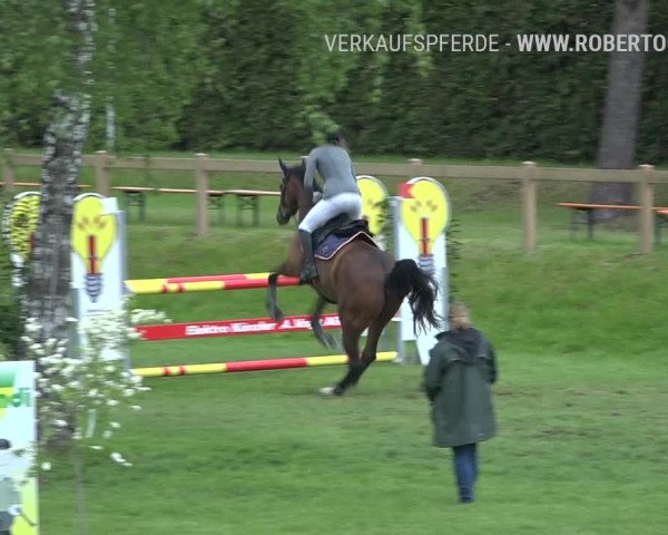 Reitturnier Uster 2019