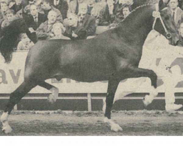 Deckhengst Jongbloed (KWPN (Niederländisches Warmblut), 1991, von Wilhelmus)
