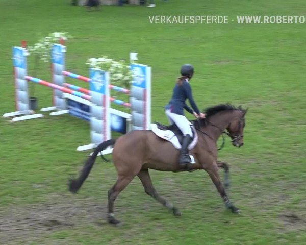 Reitturnier Uster 2019