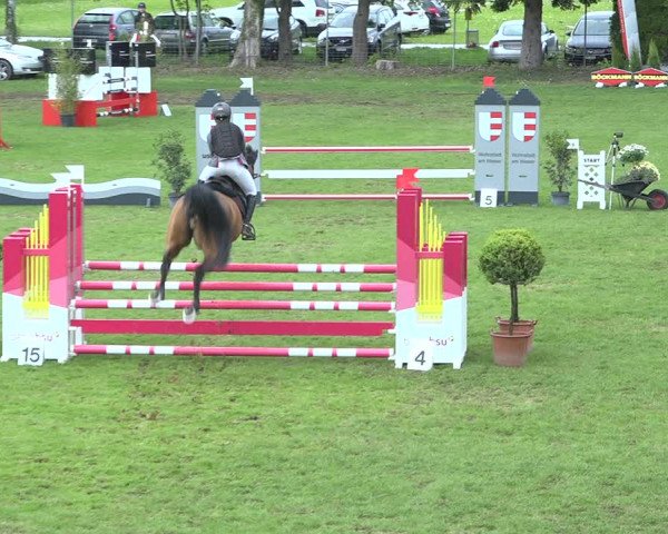 Reitturnier Uster 2019