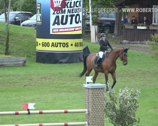 Reitturnier Uster 2019