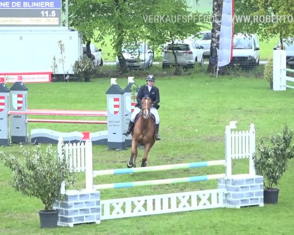 Reitturnier Uster 2019