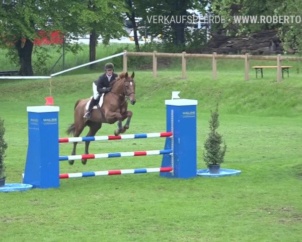 Reitturnier Uster 2019