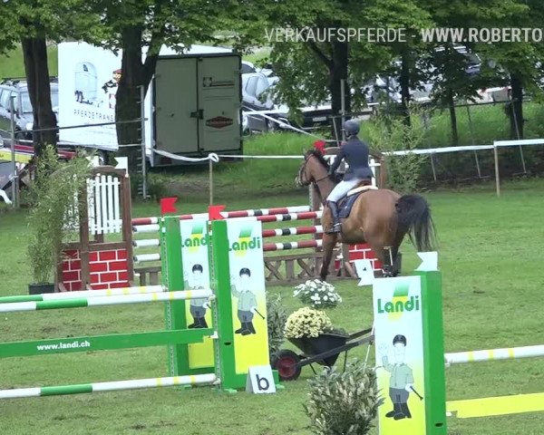 Reitturnier Uster 2019