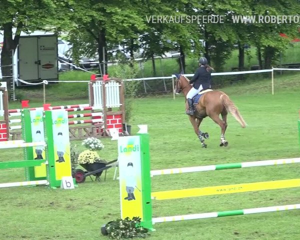 Reitturnier Uster 2019