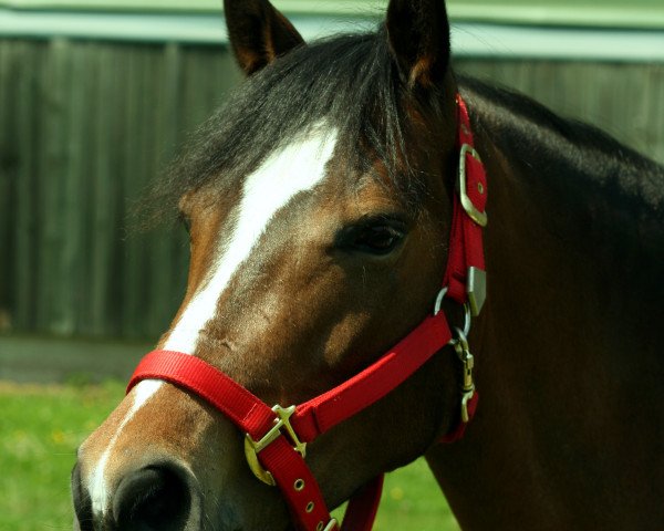 Pferd Crazy Girl 16 (Deutsches Reitpony, 2003, von Chirk Fulmar)