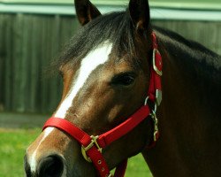 horse Crazy Girl 16 (German Riding Pony, 2003, from Chirk Fulmar)