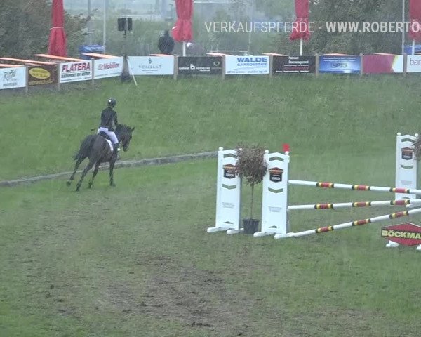 Reitturnier Uster 2019